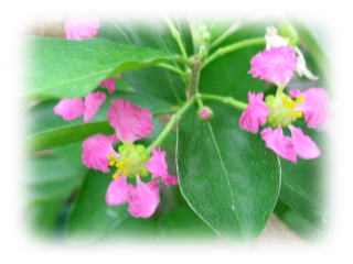 �A�Z�����̉�