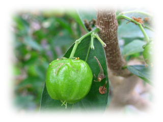 ���A�Z�����̎�