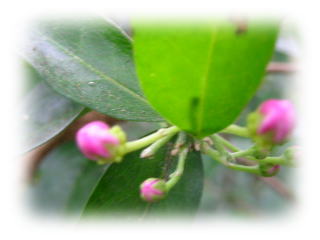 �A�Z�������Q