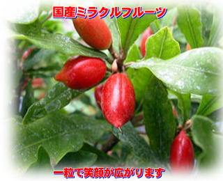 ミラクルフルーツ販売