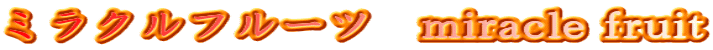 �~���N���t���[�c�@miracle fruit 